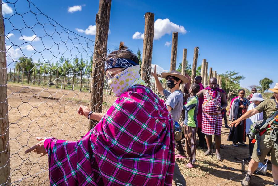 Maasai community members building lion-proof livestock enclosures to reduce human-wildlife conflict